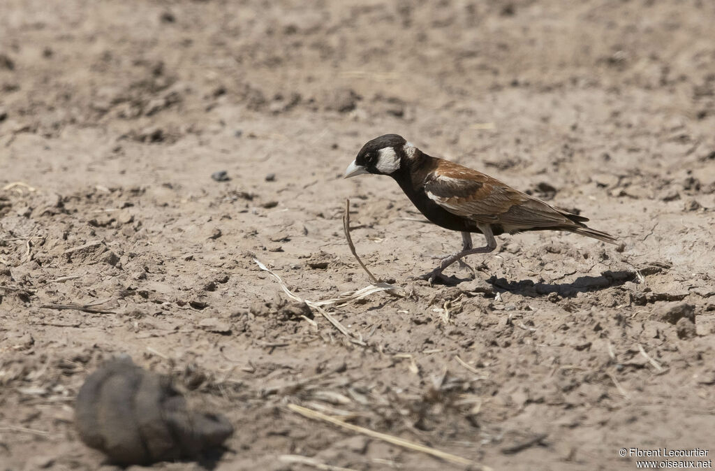 Chestnut-backed Sparrow-Lark male