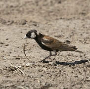 Chestnut-backed Sparrow-Lark