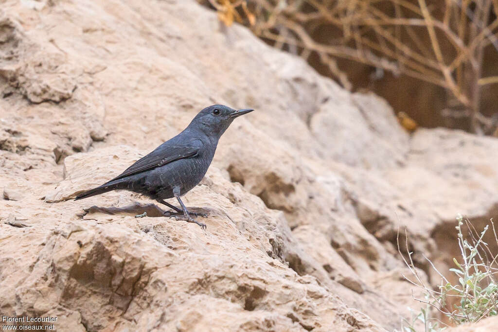 Blue Rock Thrush male adult post breeding, identification