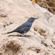 Blue Rock Thrush