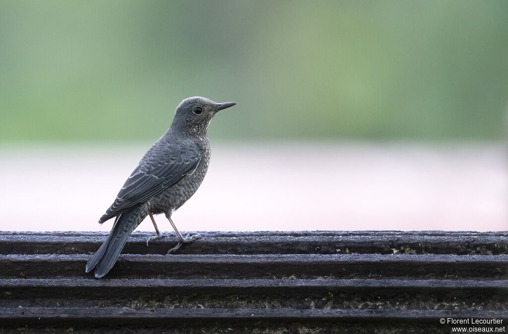 Blue Rock Thrush female