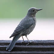 Blue Rock Thrush