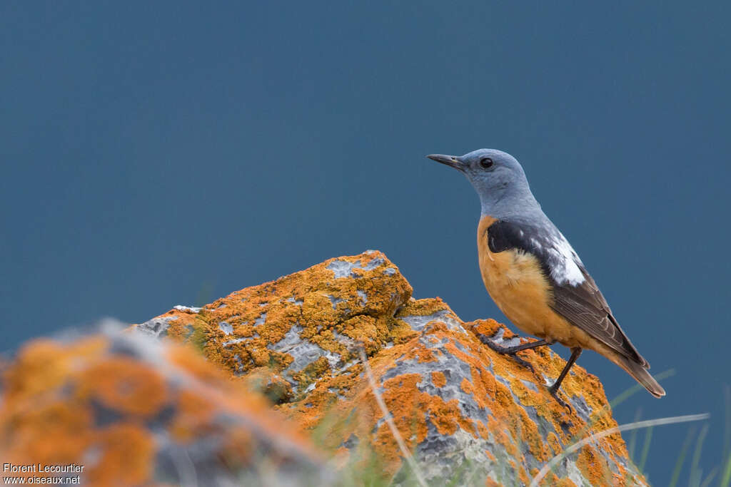 Common Rock Thrush male adult breeding, identification