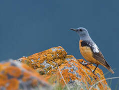 Common Rock Thrush