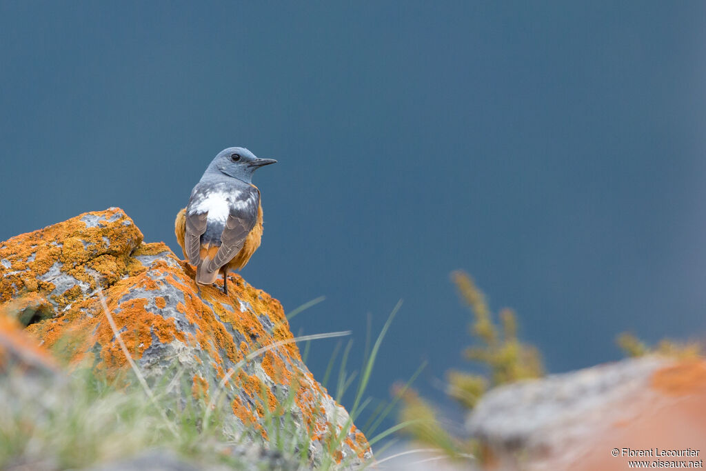 Common Rock Thrush male