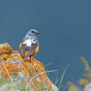 Common Rock Thrush