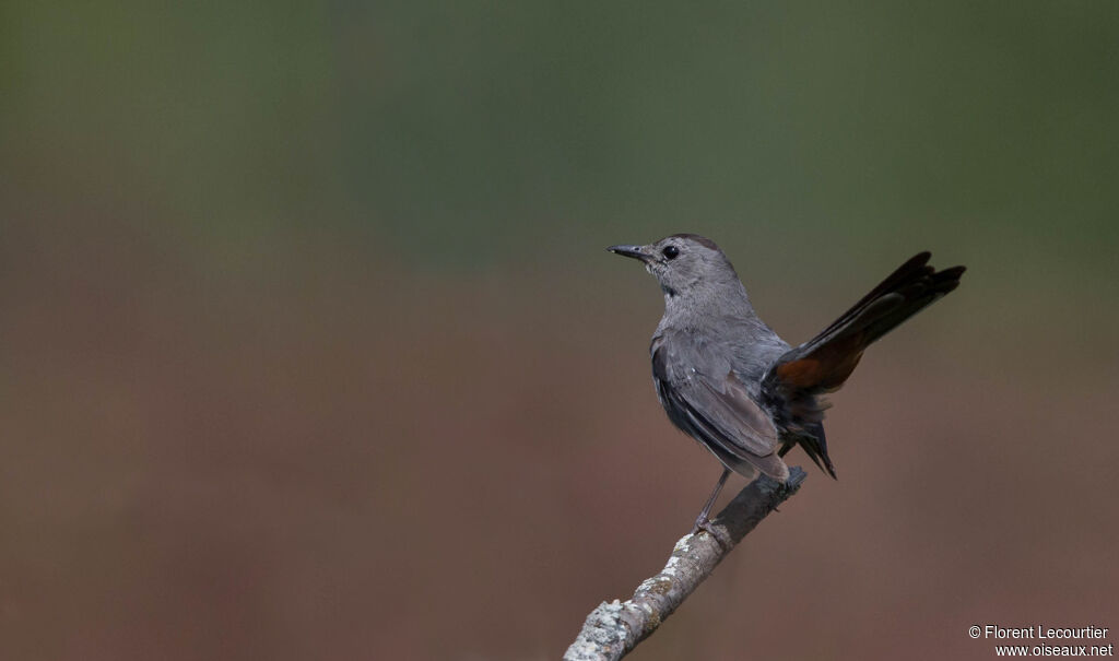 Grey Catbird