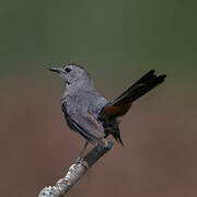 Grey Catbird