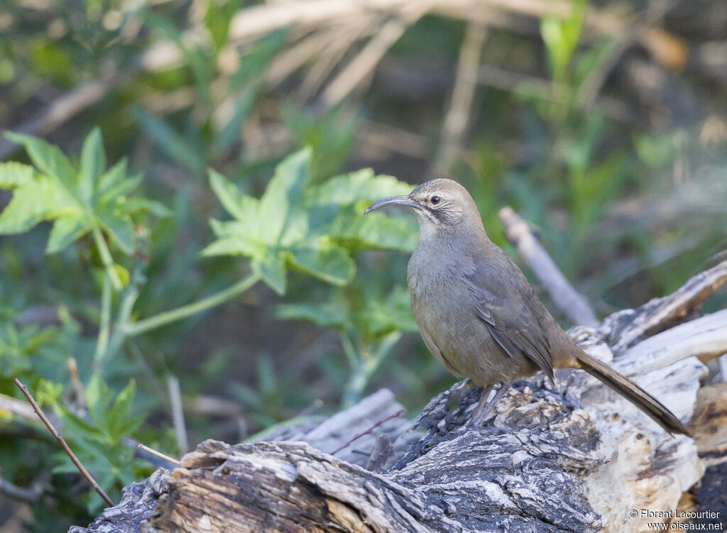 California Thrasher