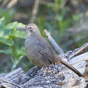 California Thrasher