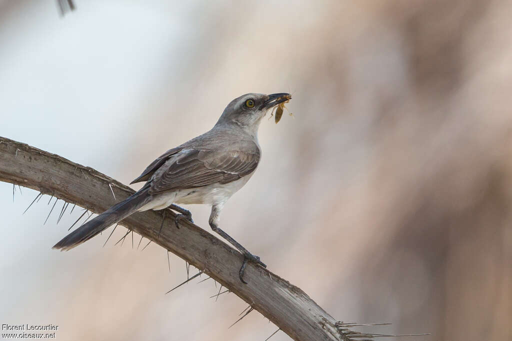 Tropical Mockingbirdadult, feeding habits, fishing/hunting