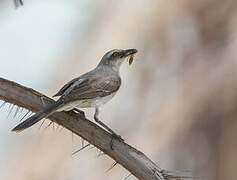 Tropical Mockingbird