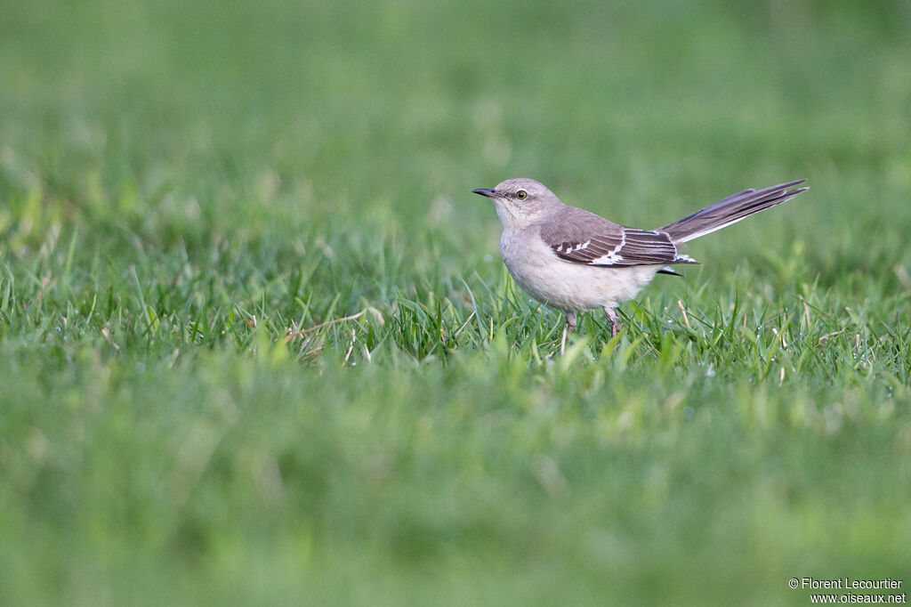 Northern Mockingbird