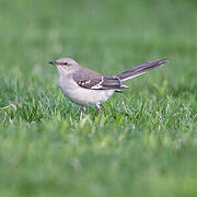 Northern Mockingbird