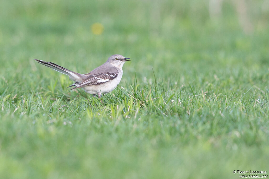 Northern Mockingbird