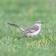 Northern Mockingbird