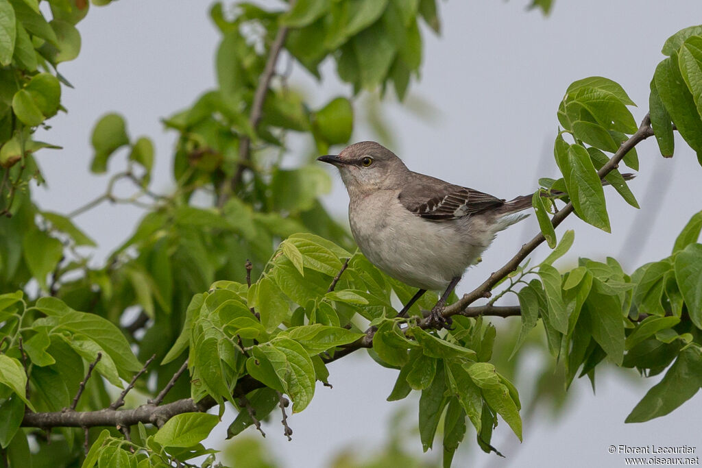 Northern Mockingbird