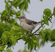 Northern Mockingbird