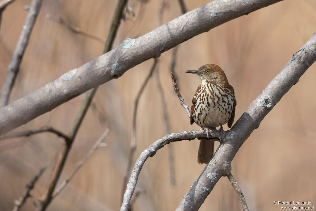 Brown Thrasher