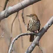 Brown Thrasher