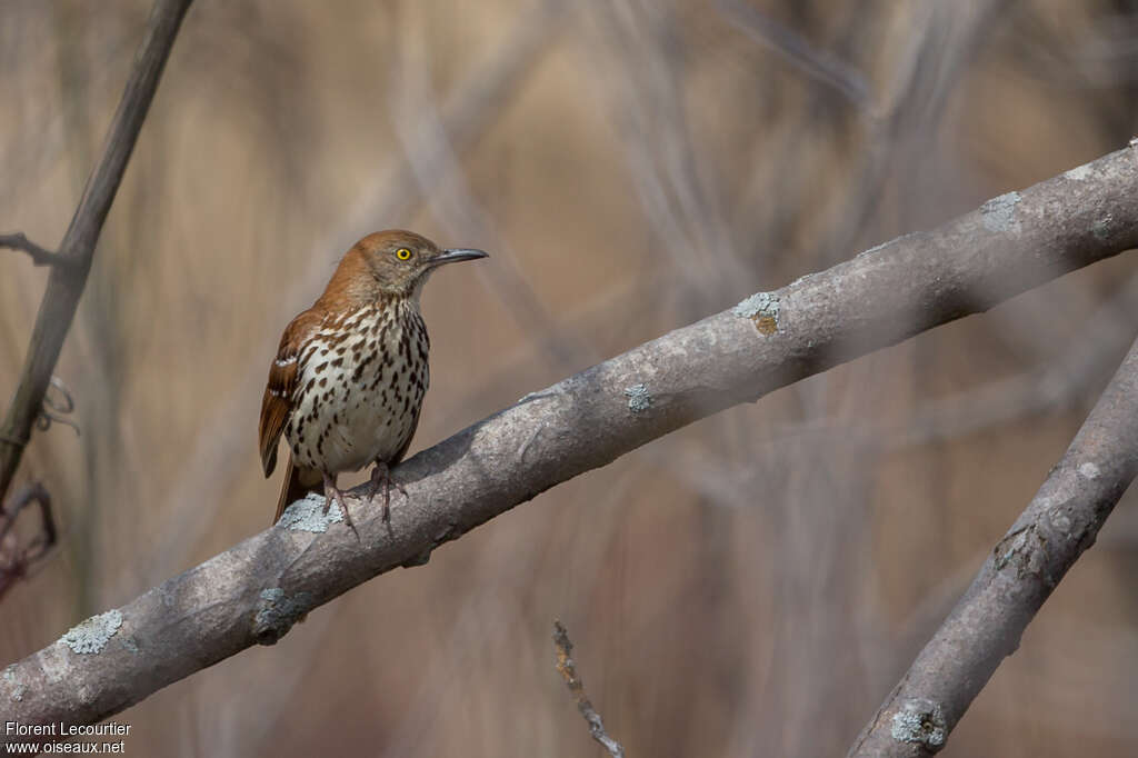 Brown Thrasheradult, pigmentation