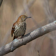 Brown Thrasher