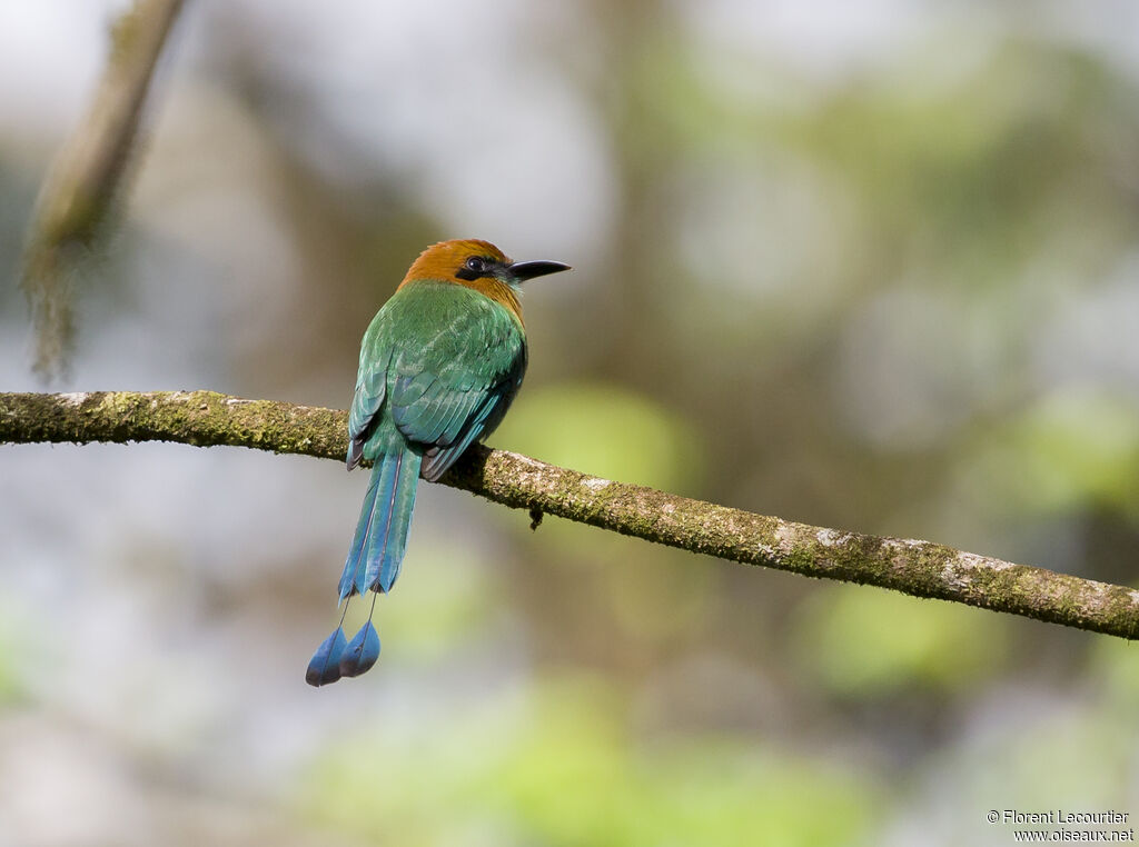 Motmot à bec large