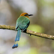 Broad-billed Motmot