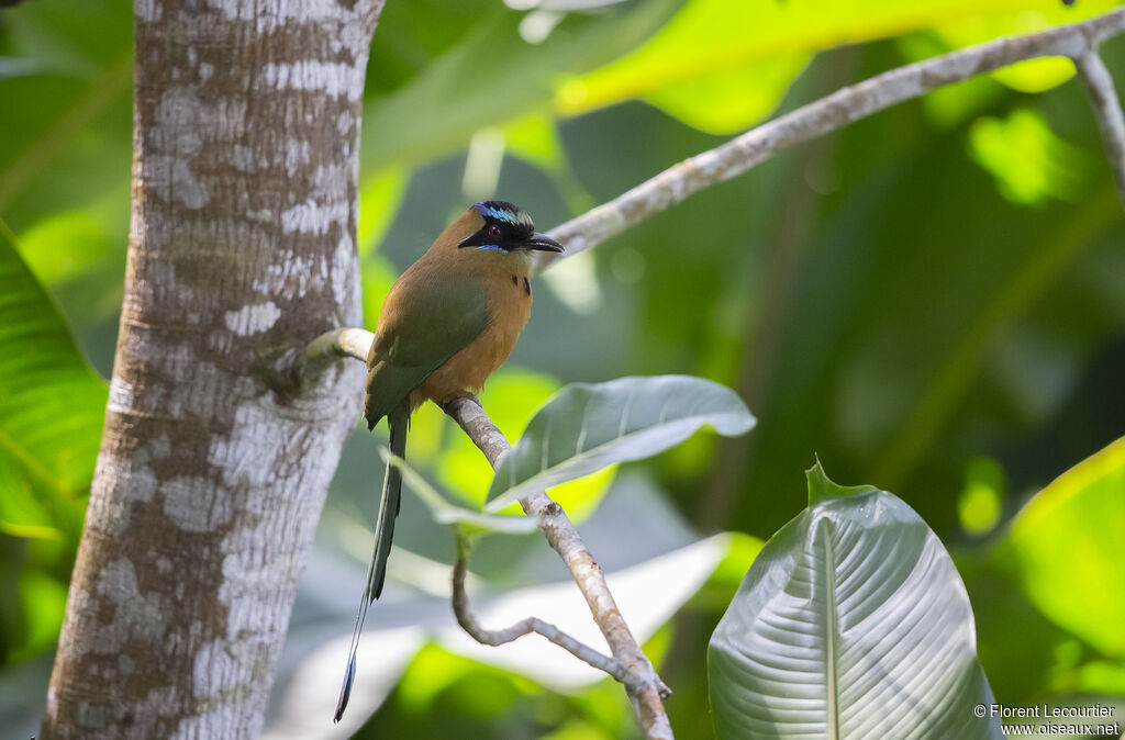 Whooping Motmot