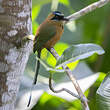 Motmot caraïbe