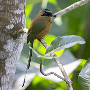 Whooping Motmot