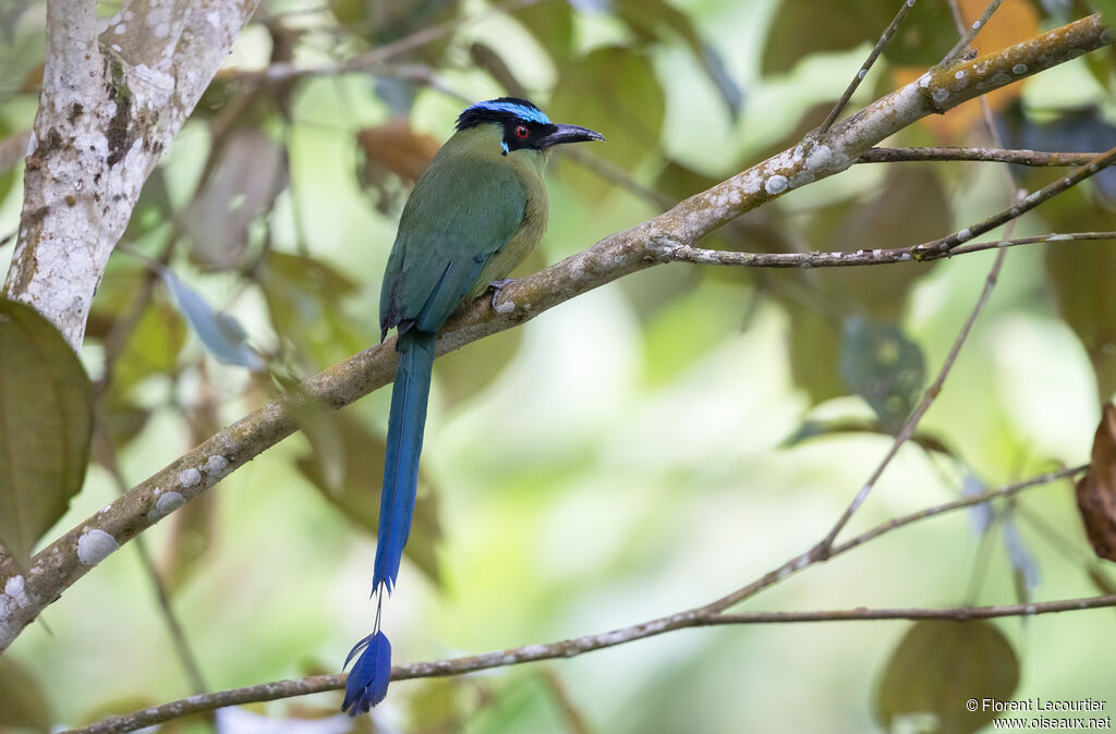 Andean Motmot