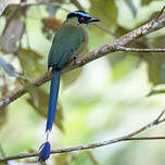 Motmot d'Équateur