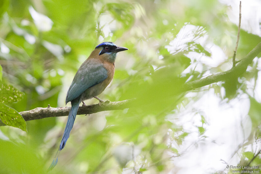 Motmot de Lesson