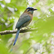 Motmot de Lesson