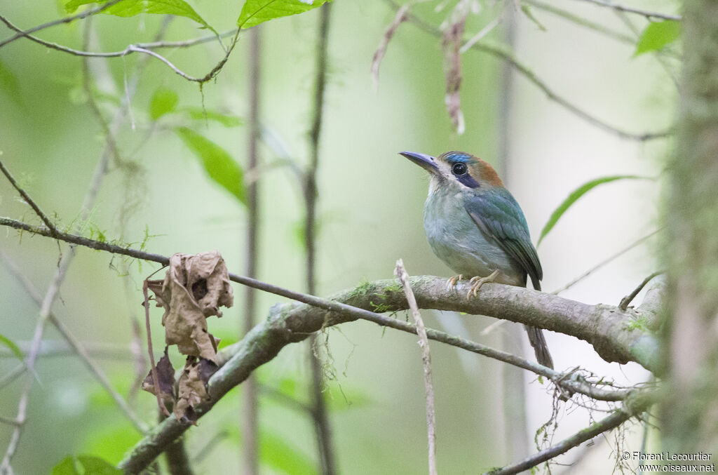 Tody Motmot