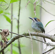 Tody Motmot