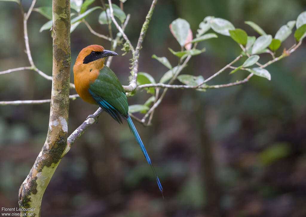 Motmot rouxadulte, identification