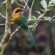 Rufous Motmot