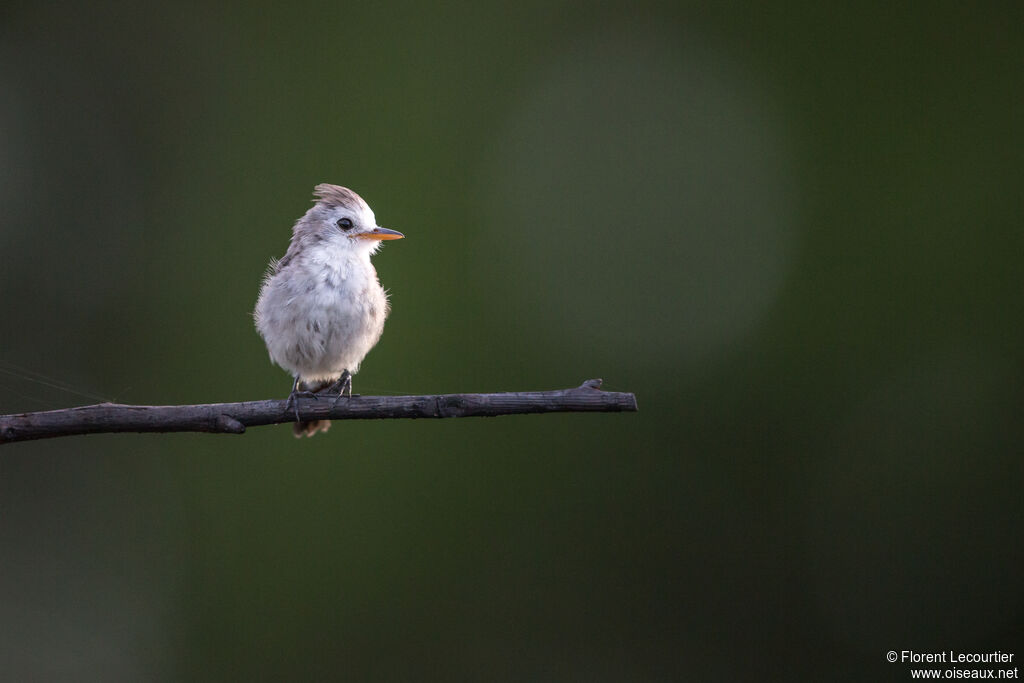 White-headed Marsh Tyrant female