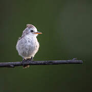 White-headed Marsh Tyrant