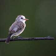 White-headed Marsh Tyrant