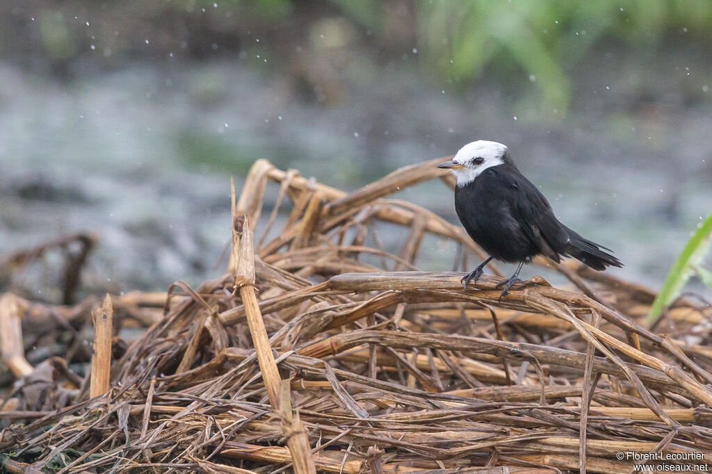 White-headed Marsh Tyrant male