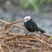 White-headed Marsh Tyrant