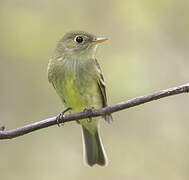 Yellow-bellied Flycatcher