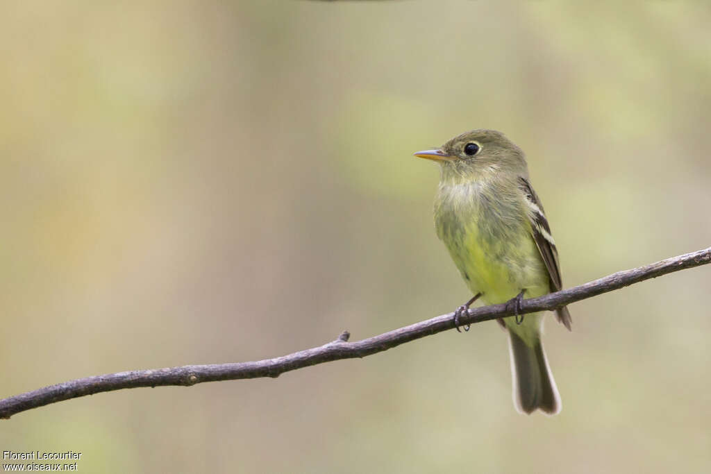 Yellow-bellied Flycatcheradult, close-up portrait, pigmentation