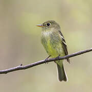 Yellow-bellied Flycatcher