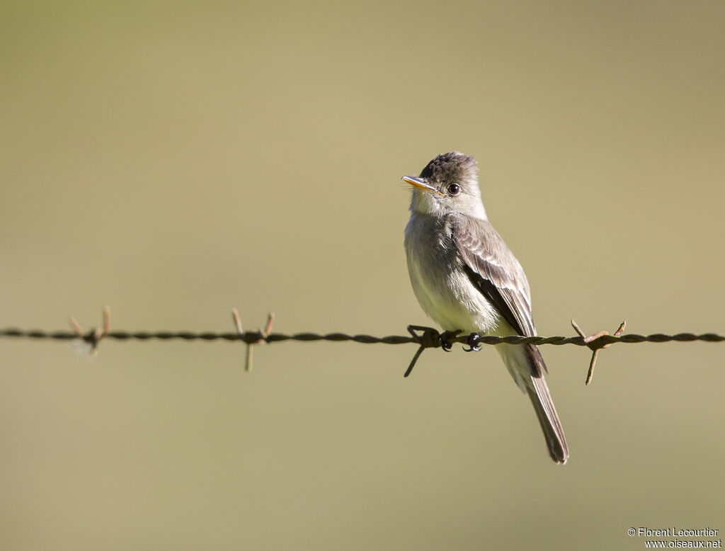 Northern Tropical Pewee