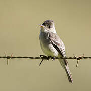 Northern Tropical Pewee