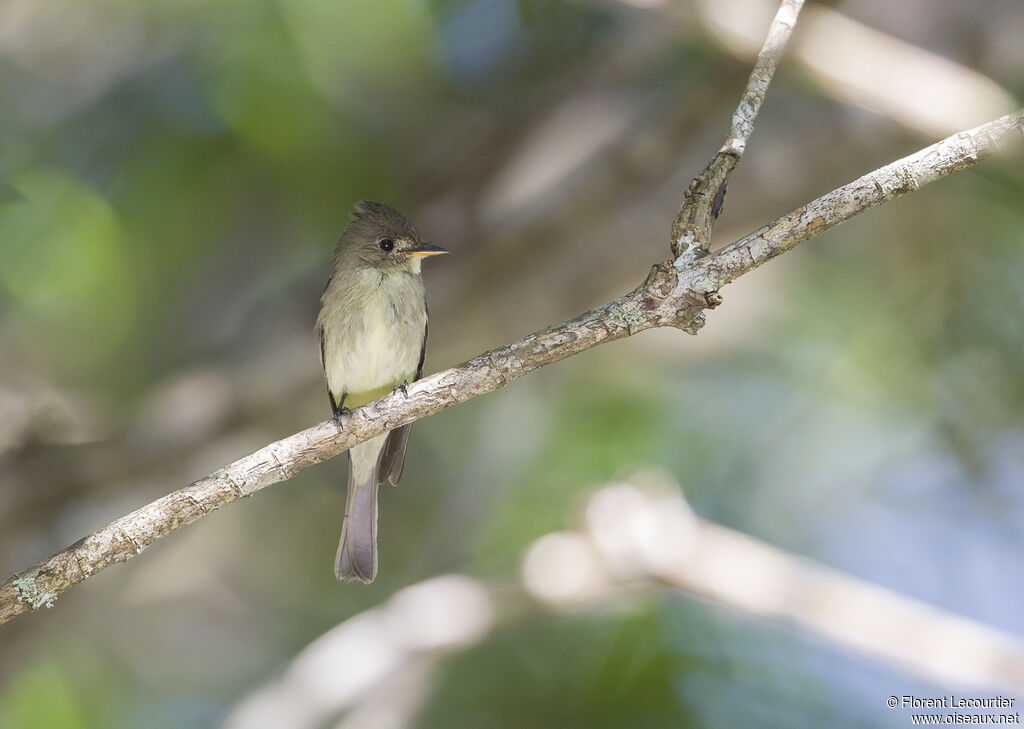 Northern Tropical Pewee